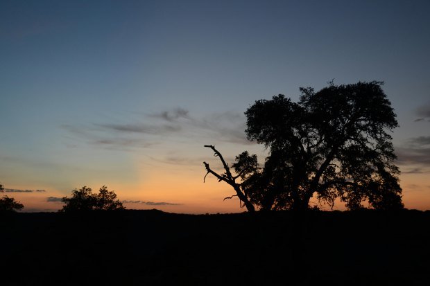 A serene view of trees silhouetted against a vibrant sunset sky in Texas.